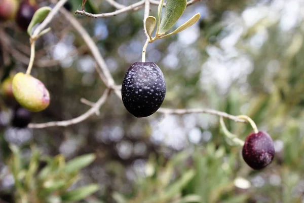 Olive Uliveto Uliveto Nella Periferia Atene Attica Grecia — Foto Stock