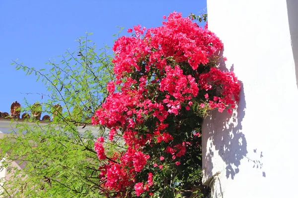 Close Flores Buganvília Athens Grecia — Fotografia de Stock