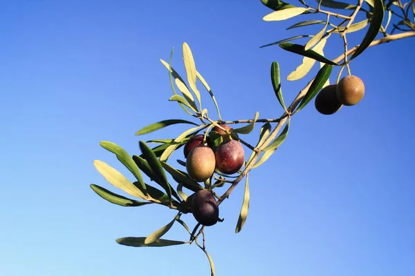 Olive Uliveto Uliveto Nella Periferia Atene Attica Grecia — Foto Stock