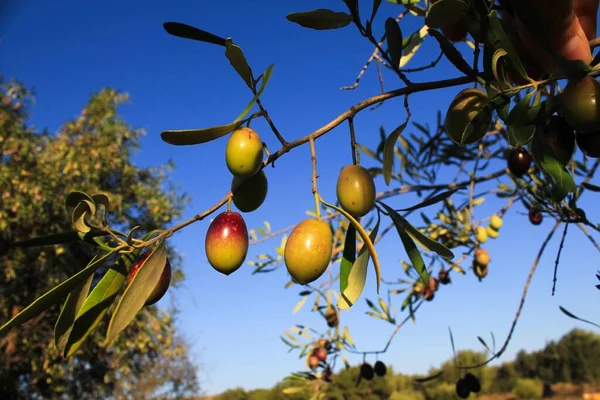 Olive Uliveto Uliveto Nella Periferia Atene Attica Grecia — Foto Stock
