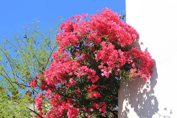 Close Bougainvillea Flowers Athens Greece — Stock Photo, Image