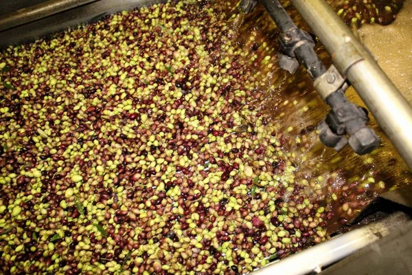 Cleaning olives with fresh water in olive oil mill during extra virgin olive oil production process in Attica, Greece.