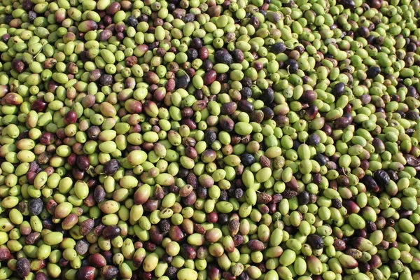 Aceitunas Cosechadas Descargadas Del Camión Tolva Prensa Molino Aceite Oliva — Foto de Stock