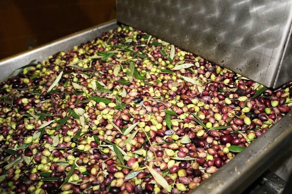 Cleaning olives with fresh water in olive oil mill during extra virgin olive oil production process in Attica, Greece.