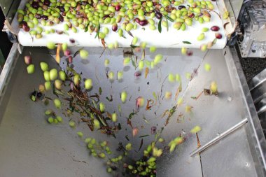 Yunanistan, Attica, zeytinyağı değirmeni, ekstra bakire zeytin yağı çıkarma, zeytin yağlama, temizlik ve yıkama süreci.