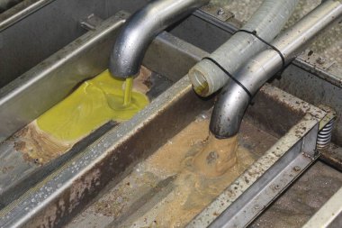 Yunanistan 'ın Attica kentindeki Atina kentinde zeytin yağı fabrikasında ekstra bakire zeytin yağı çıkarma süreci.