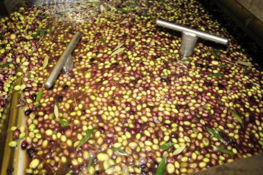 Yunanistan 'ın Attica kentindeki Attica kentinde bulunan zeytinyağı fabrikasında zeytin yağı üretim sürecinde zeytinleri taze suyla temizlemek.