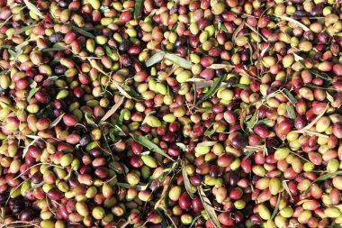 Yunanistan 'ın Attica kentindeki Atina kentinde bulunan zeytinyağı fabrikasının basın barında toplanan zeytinler.