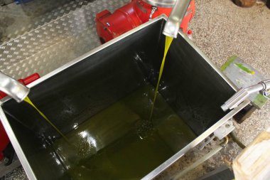 Yunanistan 'ın Attica kentindeki zeytinyağı fabrikasında ekstra bakire zeytinyağı çıkarma süreci, Kasım 12019.