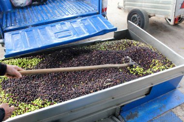 Yunanistan 'ın Attica kentindeki Atina kentinde bulunan zeytinyağı fabrikasının basın barında toplanan zeytinler.