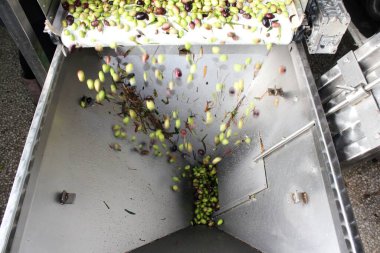 Yunanistan 'ın Attica kentindeki ekstra bakire zeytinyağı üretim süreci sırasında zeytin yağı fabrikasında taze suyla zeytin temizlemek.