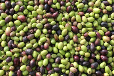 Yunanistan 'ın Attica kentindeki Atina kentinde bulunan zeytinyağı fabrikasının basın barında toplanan zeytinler.