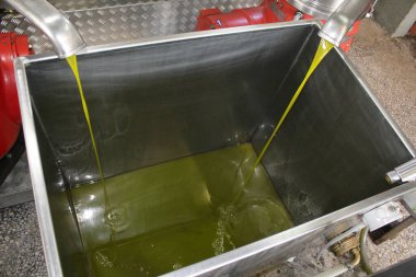 Atina 'nın Attica kentinde, Yunanistan' da bulunan zeytinyağı fabrikasında ekstra bakire zeytin yağı çıkarma süreci.