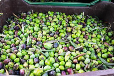 Yunanistan 'ın Attica kentindeki Atina kentinde bulunan zeytinyağı fabrikasının basın barında toplanan zeytinler.