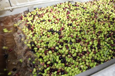 Yunanistan 'ın Attica kentindeki Attica kentinde bulunan zeytinyağı fabrikasında zeytin yağı üretim sürecinde zeytinlerin taze suyla yıkanması.