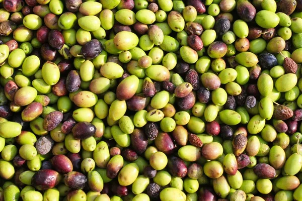 Yunanistan 'ın Attica kentindeki Atina kentinde bulunan zeytinyağı fabrikasının basın barında toplanan zeytinler.