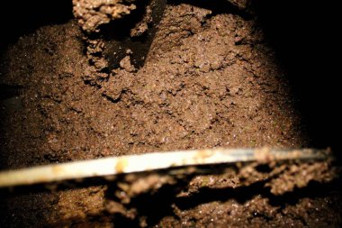 Yunanistan, Attica ve zeytin ezmesi zeytinyağı fabrikasındaki ekstra bakire zeytinyağı çıkarma sürecinde malaxation tankında.