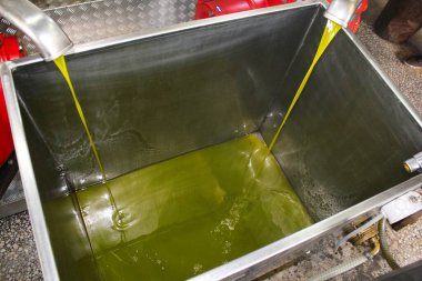 Atina 'nın Attica kentinde, Yunanistan' da bulunan zeytinyağı fabrikasında ekstra bakire zeytin yağı çıkarma süreci.