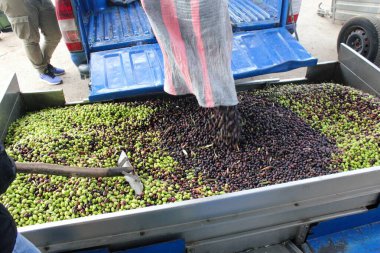 Yunanistan 'ın Attica kentindeki Atina kentinde bulunan zeytinyağı fabrikasının basın barında toplanan zeytinler.