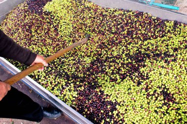 Yunanistan 'ın Attica kentindeki Atina kentinde bulunan zeytinyağı fabrikasının basın barında toplanan zeytinler.