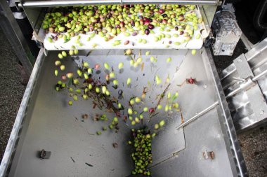 Yunanistan 'ın Attica kentinde, Atina' nın kenar mahallelerindeki ekstra bakire zeytinyağı üretim sürecinde zeytin yağı bandında zeytinler.