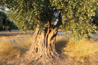Yunanistan 'ın Attica kentinde Atina' nın kenar mahallelerindeki bir zeytin koruluğunda yaşlanmış zeytin ağacının gövdesinin kapatılması.