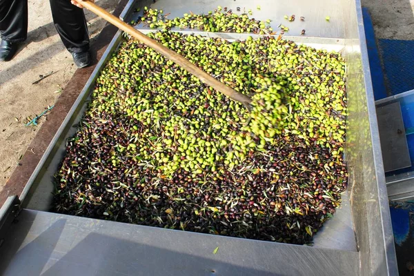Yunanistan 'ın Attica kentindeki Atina kentinde bulunan zeytinyağı fabrikasının basın barında toplanan zeytinler.
