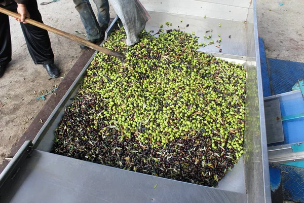 Yunanistan 'ın Attica kentindeki Atina kentinde bulunan zeytinyağı fabrikasının basın barında toplanan zeytinler.
