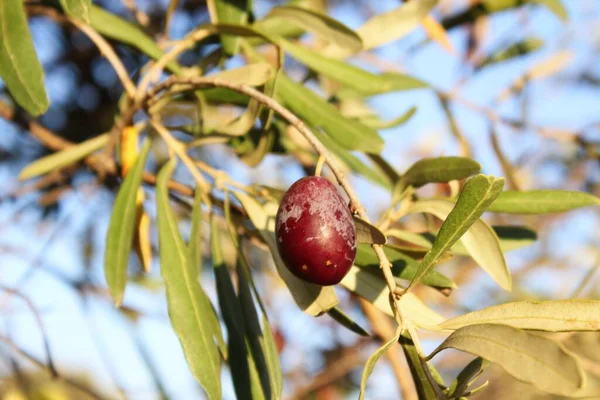 Yunanistan Attica Kentindeki Atina Kentinde Zeytin Dalında Manaki Zeytinleri Çeşitliliği — Stok fotoğraf