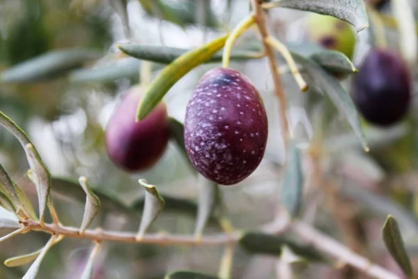 Olive Varietà Manaki Sul Ramo Ulivo Nella Periferia Atene Attica — Foto Stock