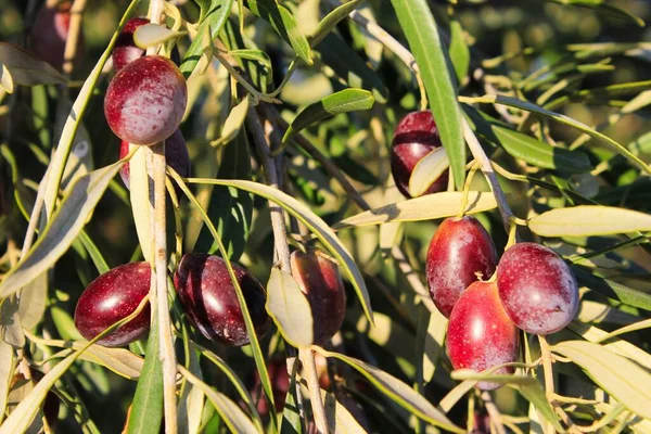 Olive Varietà Manaki Sul Ramo Ulivo Nella Periferia Atene Attica — Foto Stock