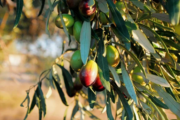 Olive Varietà Manaki Sul Ramo Ulivo Nella Periferia Atene Attica — Foto Stock