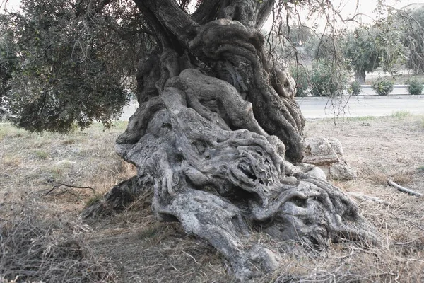 Закрытие Ствола Стареющего Оливкового Дерева Роще Расположенной Окраине Афин Аттике — стоковое фото