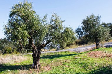 Yunanistan 'ın güneybatısında, Messinia bölgesinde, Koroneiki zeytinli zeytinliği, Moreloponnese, Yunanistan.