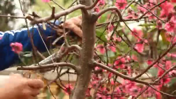 Trädgårdsmästare beskärning peach blossom — Stockvideo