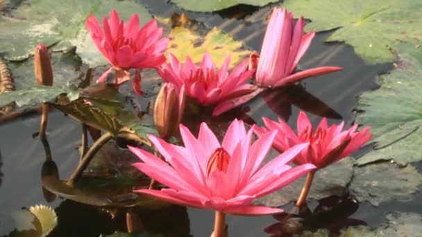 Fleurs fleurissant dans le jardin — Video