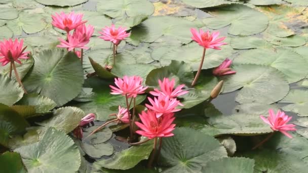 Flores florescendo no jardim — Vídeo de Stock