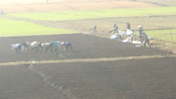Bauern bei der Feldarbeit, Asien — Stockvideo