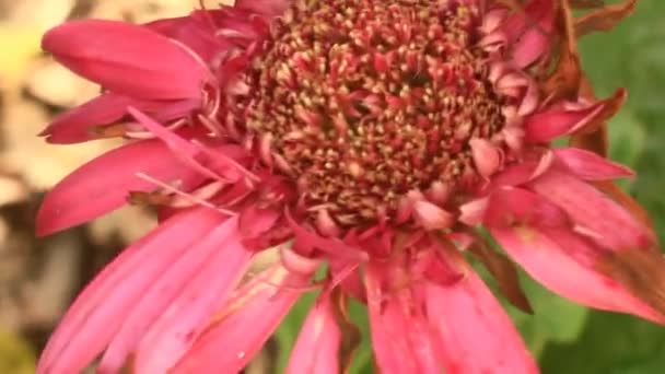 Λουλούδια ανθίζουν στον κήπο — Αρχείο Βίντεο