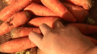 Havuç hasat ve bir bıçak ile kesmek