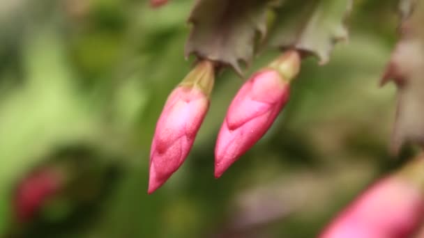 Flores florescendo no jardim — Vídeo de Stock