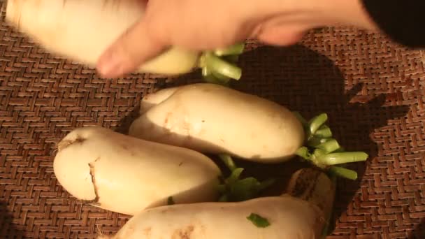 White radish Harvest — Stock Video