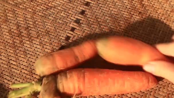 Récolter les carottes et les couper avec un couteau — Video