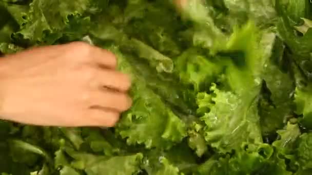 Příprava zeleniny pro stravování — Stock video