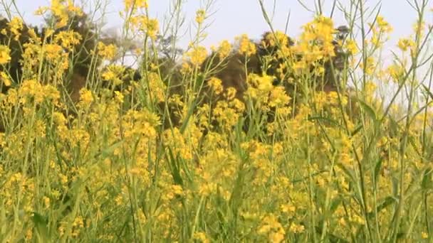 Bloemen bloeien in een veld — Stockvideo