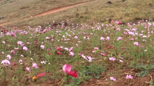 Flores que florecen en un campo — Vídeos de Stock