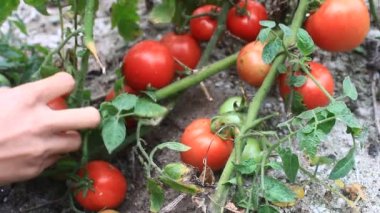 Domates hasat çiftçi kadın