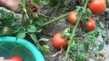 Domates hasat çiftçi kadın