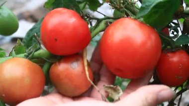 Domates hasat çiftçi kadın