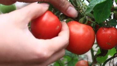 Domates hasat çiftçi kadın